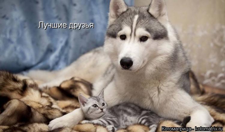 Лучшие друзья... Котоматрица: Лучшие друзья