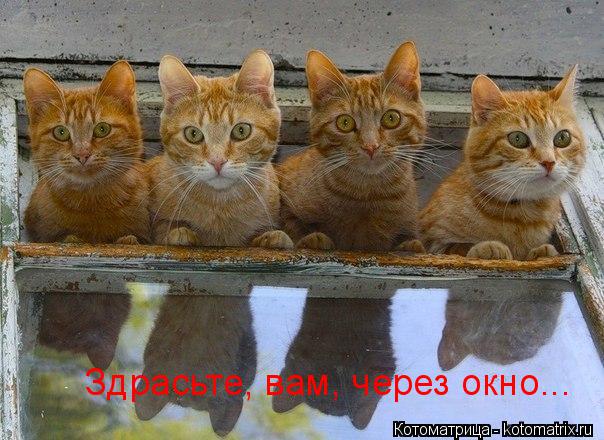 Котоматрица: Здрасьте, вам, через окно...