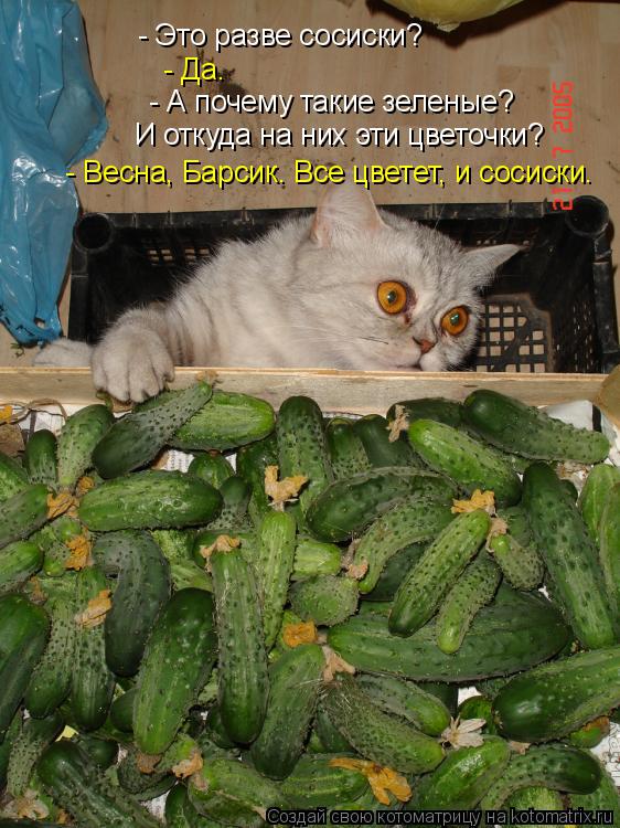 Котоматрица: - Это разве сосиски?  - Да.  - А почему такие зеленые? И откуда на них эти цветочки?  - Весна, Барсик. Все цветет, и сосиски.