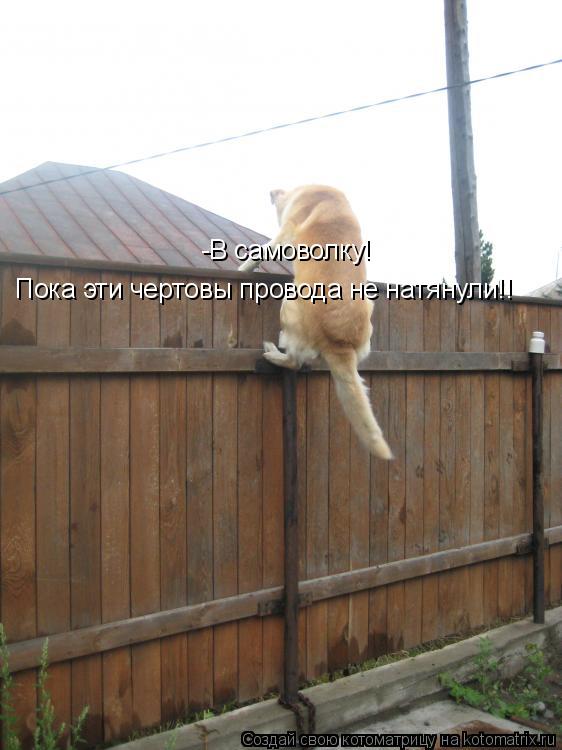 Котоматрица: -В самоволку! Пока эти чертовы провода не натянули!!