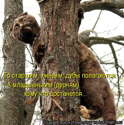 То старшим, ученым, дубы полагаются. А младшеньким (дурням) кому что достанется...... Котоматрица: То старшим, ученым, дубы полагаются. А младшеньким (дурням) кому что достанется...