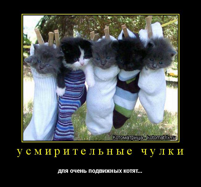 усмирительные чулки для очень подвижных котят...... Котоматрица: усмирительные чулки для очень подвижных котят...