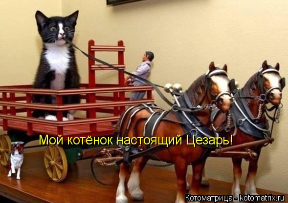 Мой котёнок настоящий Цезарь!... Котоматрица: Мой котёнок настоящий Цезарь!