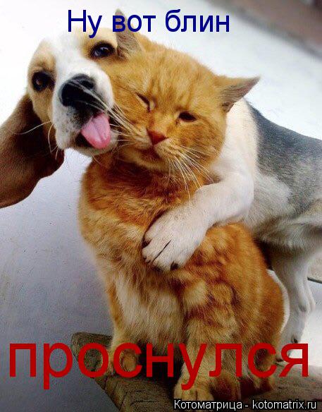 Ну вот блин проснулся... Котоматрица: Ну вот блин проснулся