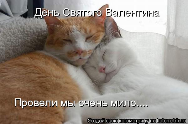 День Святого Валентина Провели мы очень мило....... Котоматрица: День Святого Валентина Провели мы очень мило....