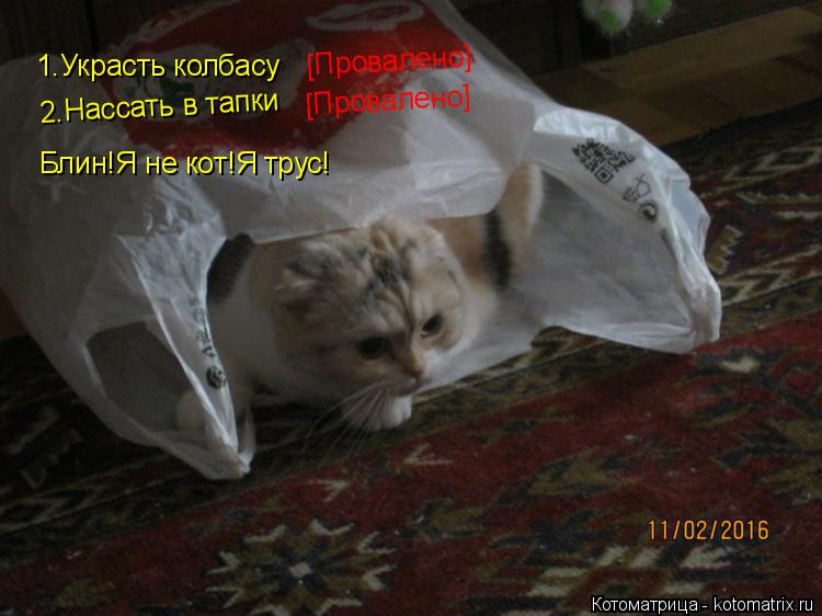 Котоматрица: 1.Украсть колбасу [Провалено] 2.Нассать в тапки [Провалено] Блин!Я не кот!Я трус!