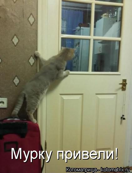 Мурку привели!... Котоматрица: Мурку привели!