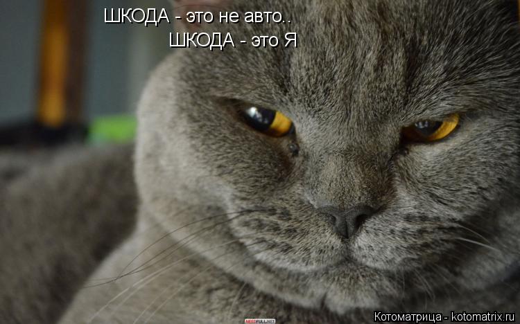 ШКОДА - это не авто.. ШКОДА - это Я... Котоматрица: ШКОДА - это не авто.. ШКОДА - это Я