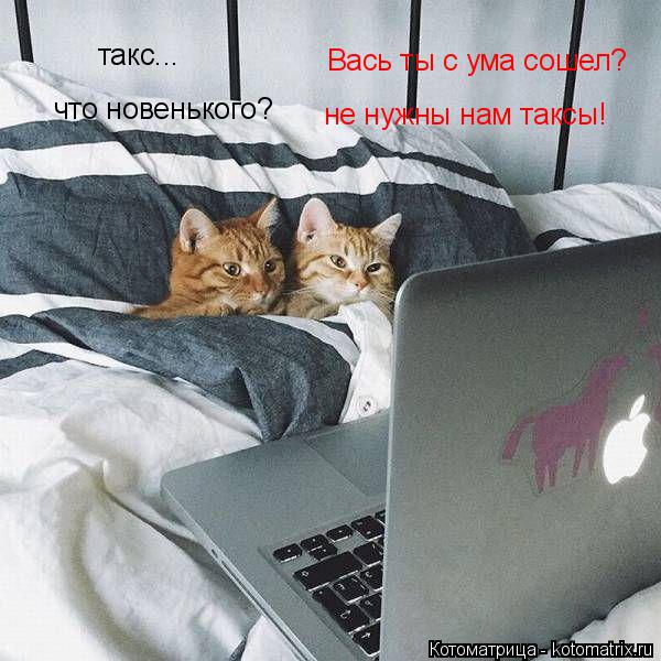такс... что новенького? Вась ты с ума сошел? не нужны нам таксы!... Котоматрица: такс... что новенького? Вась ты с ума сошел? не нужны нам таксы!