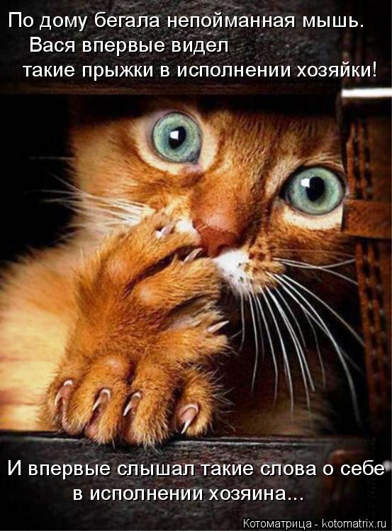 Вася впервые видел такие прыжки в исполнении хозяйки! в исполнении хозяина... И впервые слышал такие... Котоматрица: Вася впервые видел такие прыжки в исполнении хозяйки! в исполнении хозяина... И впервые слышал такие слова о себе По дому бегала непойманна
