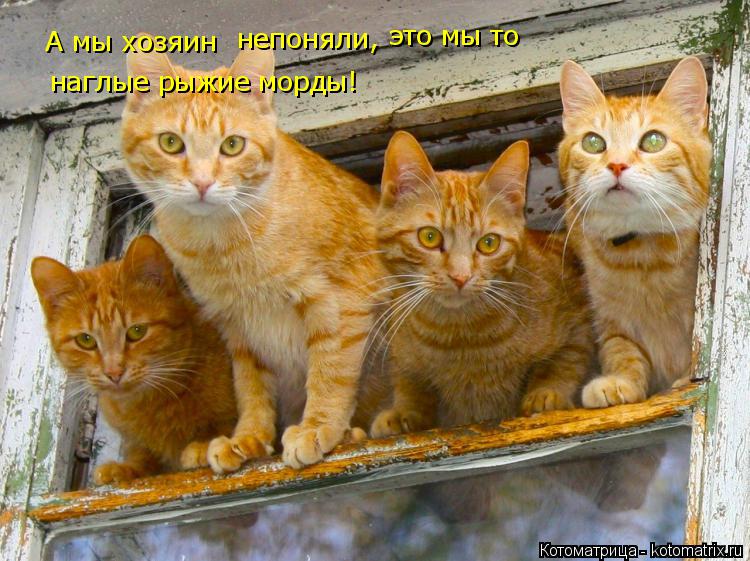 А мы хозяин непоняли , это мы то наглые рыжие морды!... Котоматрица: А мы хозяин непоняли , это мы то наглые рыжие морды!