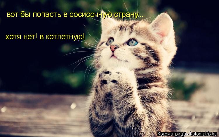 вот бы попасть в сосисочную страну... хотя нет! в котлетную!... Котоматрица: вот бы попасть в сосисочную страну... хотя нет! в котлетную!