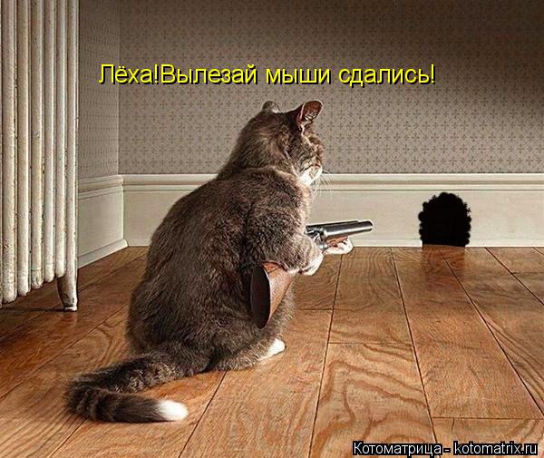 Лёха!Вылезай мыши сдались!... Котоматрица: Лёха!Вылезай мыши сдались!