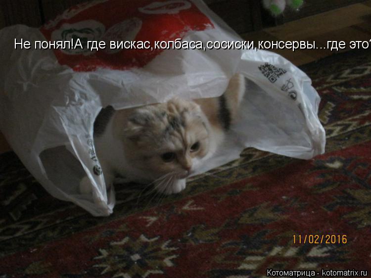 Не понял! А где вискас, колбаса, сосиски, консервы... где это всё? Не понял!А где вискас,колбаса,соси... Котоматрица: Не понял! А где вискас, колбаса, сосиски, консервы... где это всё? Не понял!А где вискас,колбаса,сосиски,консервы...где это?