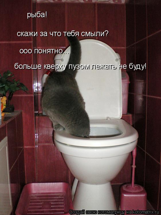 рыба! скажи за что тебя смыли? ооо понятно... больше кверху пузом лежать не буду!... Котоматрица: рыба! скажи за что тебя смыли? ооо понятно... больше кверху пузом лежать не буду!