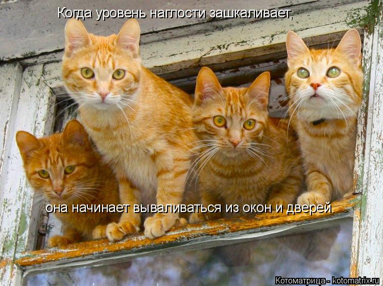 Когда уровень наглости зашкаливает, она начинает вываливаться из окон и дверей.... Котоматрица: Когда уровень наглости зашкаливает, она начинает вываливаться из окон и дверей.