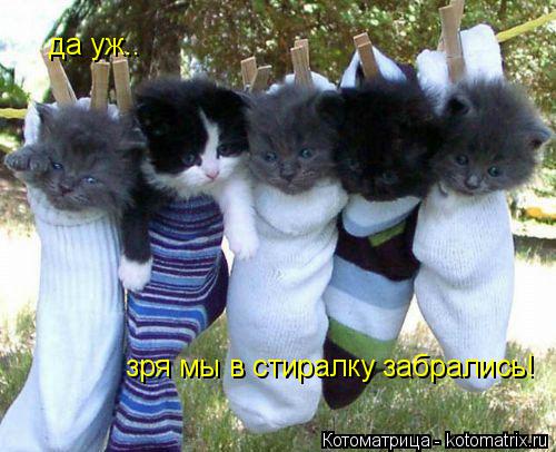 да уж.. зря мы в стиралку забрались!... Котоматрица: да уж.. зря мы в стиралку забрались!