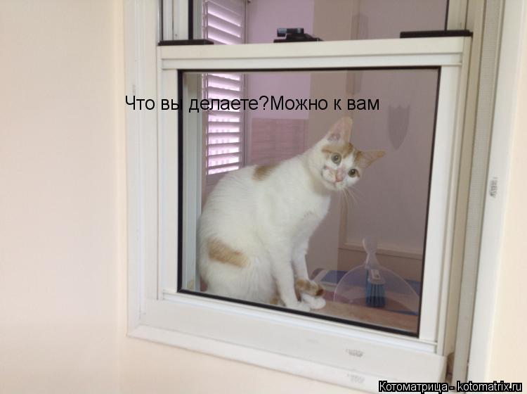 Что вы делаете?Можно к вам... Котоматрица: Что вы делаете?Можно к вам