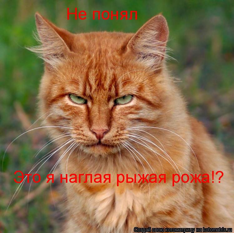 Не понял Это я наглая рыжая рожа!?... Котоматрица: Не понял Это я наглая рыжая рожа!?