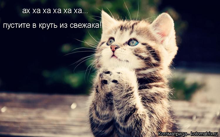 ах ха ха ха ха ха... пустите в круть из свежака!... Котоматрица: ах ха ха ха ха ха... пустите в круть из свежака!