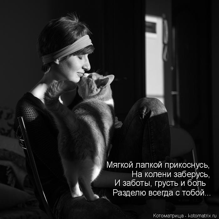 Мягкой лапкой прикоснусь, На колени заберусь, И заботы, грусть и боль Разделю всегда с тобой...... Котоматрица: Мягкой лапкой прикоснусь, На колени заберусь, И заботы, грусть и боль Разделю всегда с тобой...