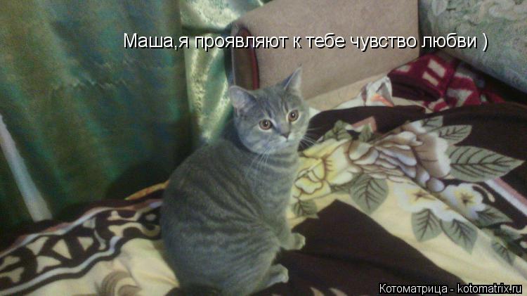 Маша,я проявляют к тебе чувство любви )... Котоматрица: Маша,я проявляют к тебе чувство любви )