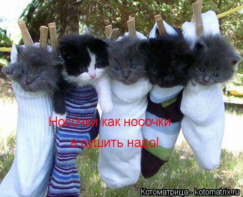Носочки как носочки а сушить надо!... Котоматрица: Носочки как носочки а сушить надо!