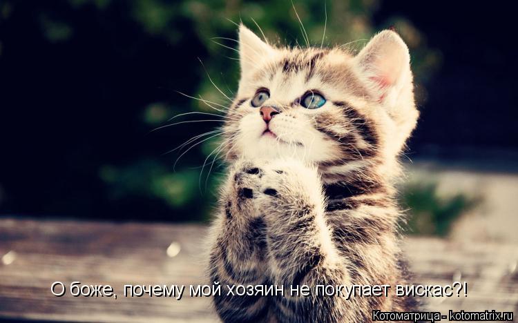 О боже, почему мой хозяин не покупает вискас?!... Котоматрица: О боже, почему мой хозяин не покупает вискас?!