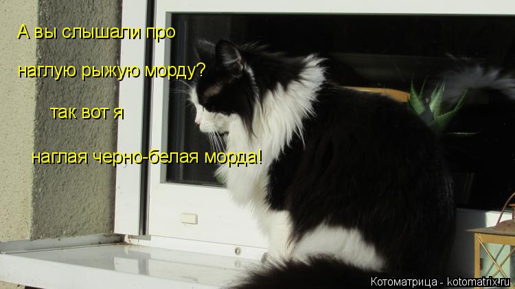 А вы слышали про наглую рыжую морду? так вот я наглая черно-белая морда!... Котоматрица: А вы слышали про наглую рыжую морду? так вот я наглая черно-белая морда!
