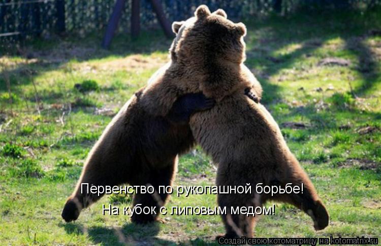 Первенство по рукопашной борьбе! На кубок с липовым медом!... Котоматрица: Первенство по рукопашной борьбе! На кубок с липовым медом!