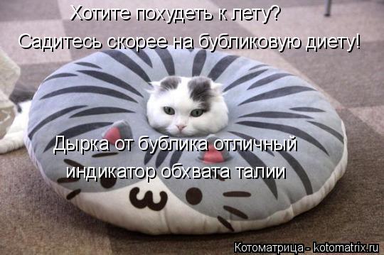 Котоматрица: Хотите похудеть к лету?  Садитесь скорее на бубликовую диету!  Дырка от бублика отличный   индикатор обхвата талии
