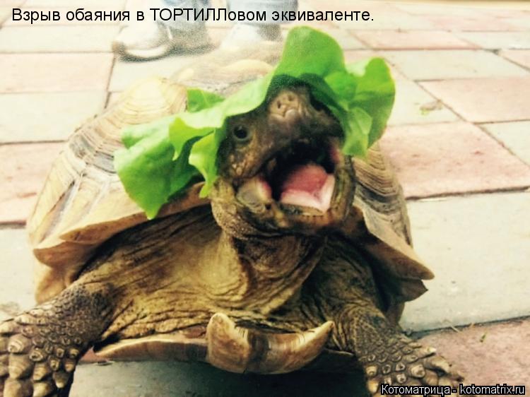 Взрыв обаяния в ТОРТИЛЛовом эквиваленте.... Котоматрица: Взрыв обаяния в ТОРТИЛЛовом эквиваленте.