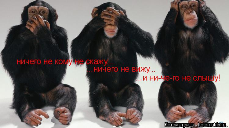 ...ничего не вижу... ничего не кому не скажу... ...и ни-че-го не слышу!... Котоматрица: ...ничего не вижу... ничего не кому не скажу... ...и ни-че-го не слышу!