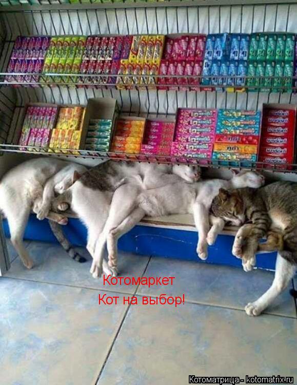 Котомаркет Кот на выбор!... Котоматрица: Котомаркет Кот на выбор!