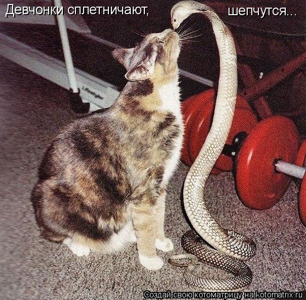 Котоматрица: Девчонки сплетничают, шепчутся...