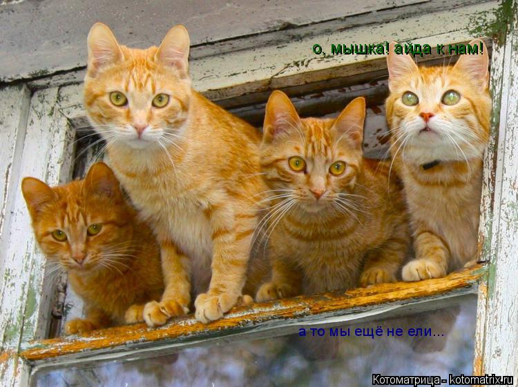 а то мы ещё не ели... о, мышка! айда к нам!... Котоматрица: а то мы ещё не ели... о, мышка! айда к нам!