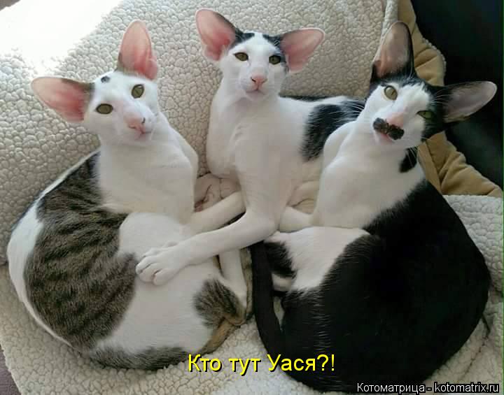 Кто тут Уася?!... Котоматрица: Кто тут Уася?!