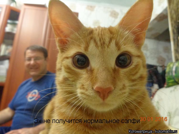 Эх не получится нормальное сэлфи... Котоматрица: Эх не получится нормальное сэлфи
