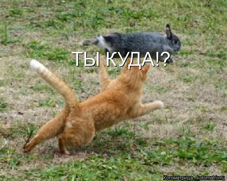 ТЫ КУДА!?... Котоматрица: ТЫ КУДА!?