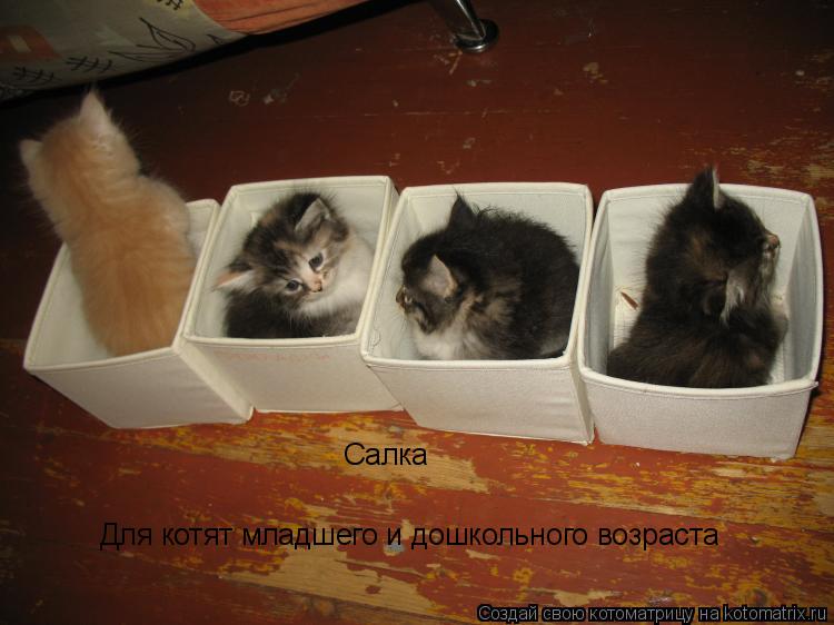 Салка Для котят младшего и дошкольного возраста... Котоматрица: Салка Для котят младшего и дошкольного возраста