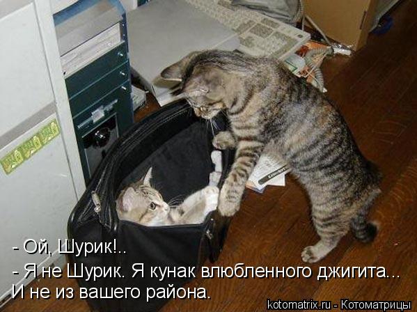 - Ой, Шурик!.. - Я не Шурик. Я кунак влюбленного джигита... И не из вашего района.... Котоматрица: - Ой, Шурик!.. - Я не Шурик. Я кунак влюбленного джигита... И не из вашего района.