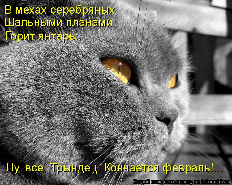 Котоматрица: В мехах серебряных Шальными планами Горит янтарь… Ну, все. Трындец. Кончается февраль!…