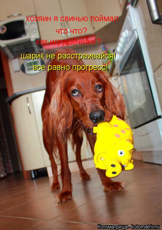 хозяин я свинью поймал что что? как игрушечная!? шарик не расстраивайся! все равно прогресс!... Котоматрица: хозяин я свинью поймал что что? как игрушечная!? шарик не расстраивайся! все равно прогресс!
