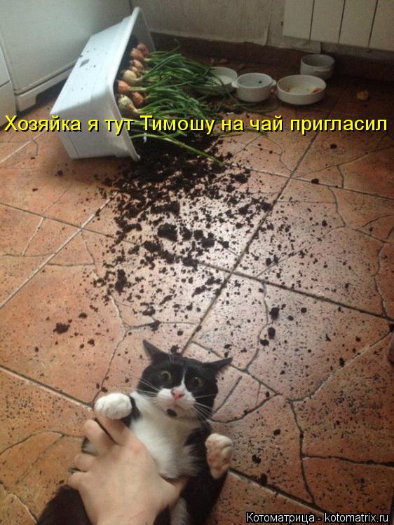 Хозяйка я тут Тимошу на чай пригласил... Котоматрица: Хозяйка я тут Тимошу на чай пригласил