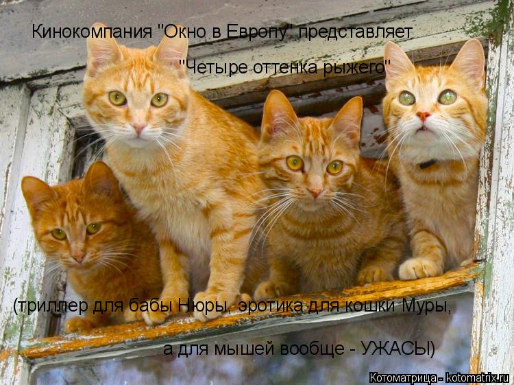 Кинокомпания "Окно в Европу" представляет "Четыре оттенка рыжего" (триллер для бабы Нюры, эротика для... Котоматрица: Кинокомпания "Окно в Европу" представляет "Четыре оттенка рыжего" (триллер для бабы Нюры, эротика для кошки Муры, а для мышей вообще - УЖАСЫ)
