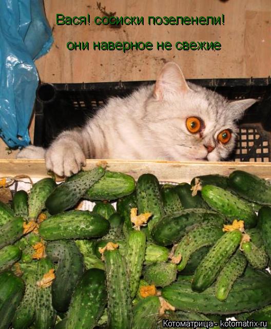 Вася! сосиски позеленели! они наверное не свежие... Котоматрица: Вася! сосиски позеленели! они наверное не свежие