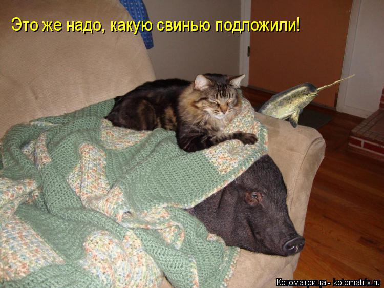 Это же надо, какую свинью подложили!... Котоматрица: Это же надо, какую свинью подложили!