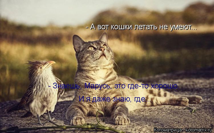 - А вот кошки летать не умеют... - Знаешь, Марусь, это где-то хорошо. И я даже знаю, где...... Котоматрица: - А вот кошки летать не умеют... - Знаешь, Марусь, это где-то хорошо. И я даже знаю, где...