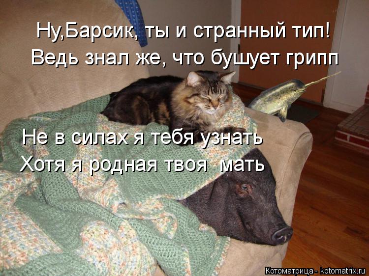 Ну,Барсик, ты и странный тип! Ведь знал же, что бушует грипп Не в силах я тебя узнать Хотя я родная т... Котоматрица: Ну,Барсик, ты и странный тип! Ведь знал же, что бушует грипп Не в силах я тебя узнать Хотя я родная твоя мать