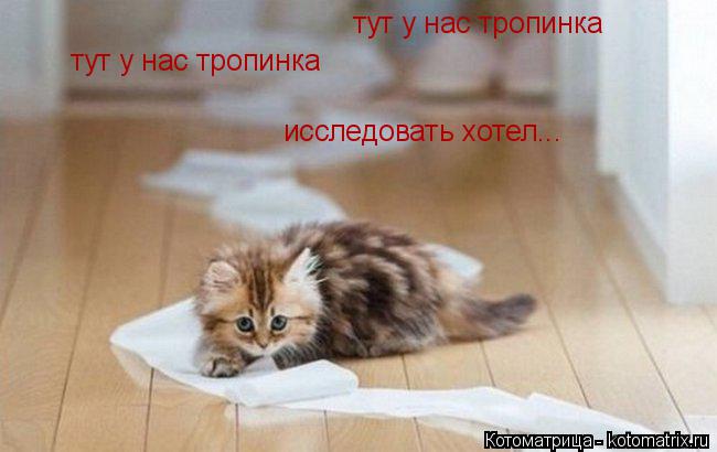 тут у нас тропинка тут у нас тропинка исследовать хотел...... Котоматрица: тут у нас тропинка тут у нас тропинка исследовать хотел...